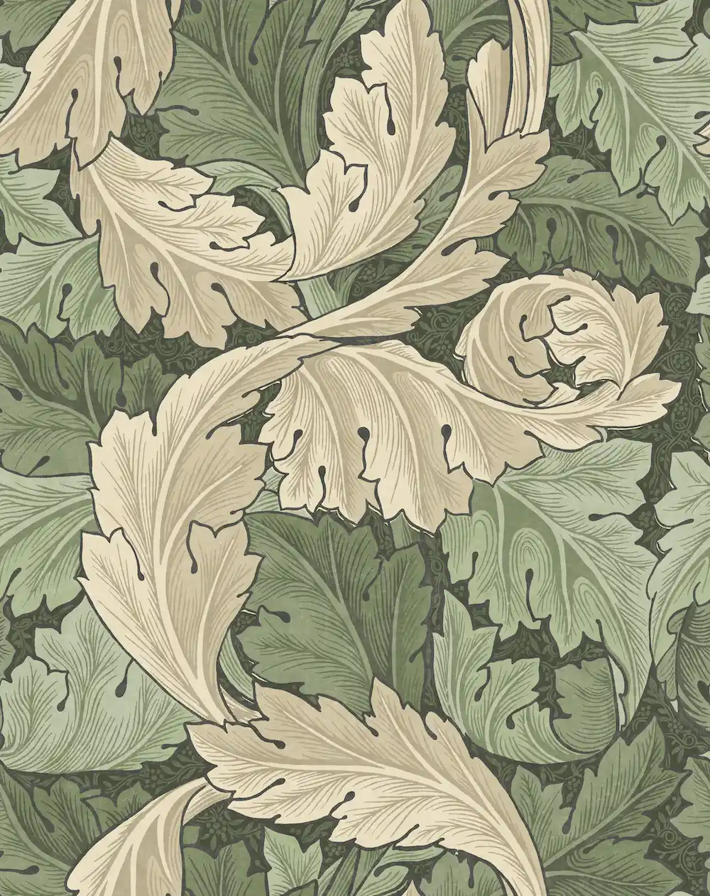 Acanthus Nettle